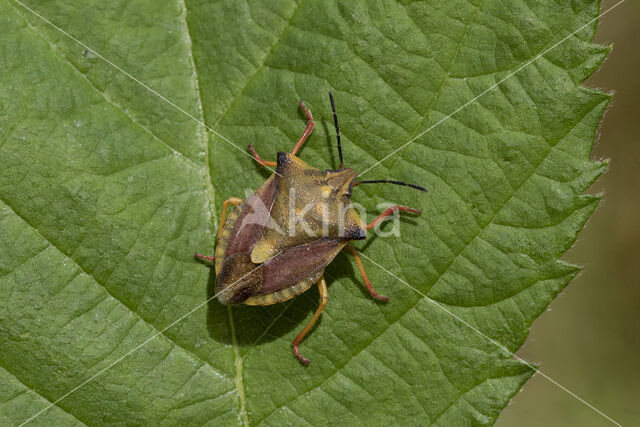 knoopkruidschildwants (carpocoris purpureipennis)