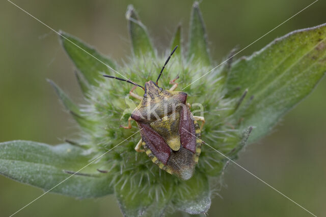 carpocoris purpureipennis