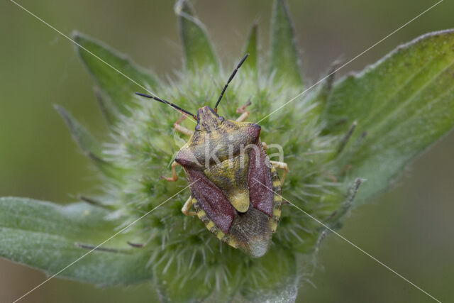 knoopkruidschildwants (carpocoris purpureipennis)