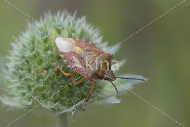 knoopkruidschildwants (carpocoris purpureipennis)