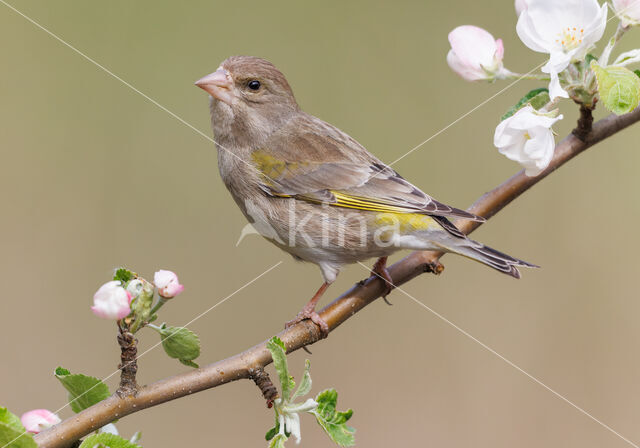 European Greenfinch (Carduelis chloris)