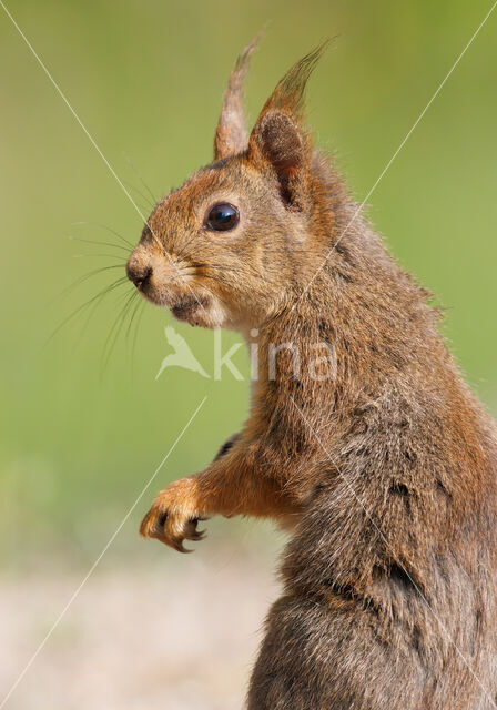 Red Squirrel (Sciurus vulgaris)