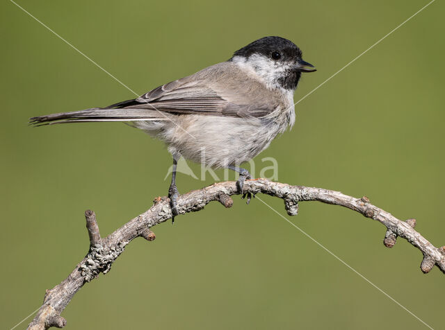 Glanskop (Parus palustris)