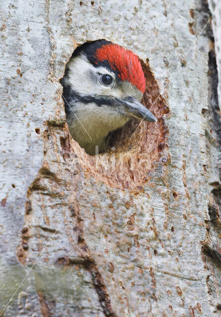 Great Spotted Woodpecker (Dendrocopos major)