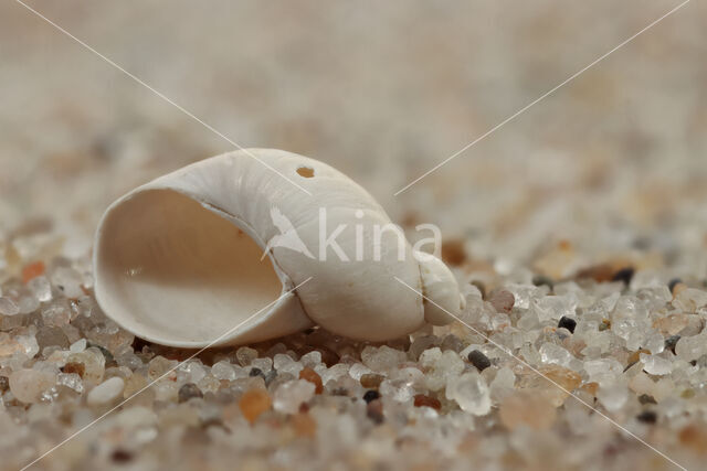 Small Amber Snail (Succinea oblonga)