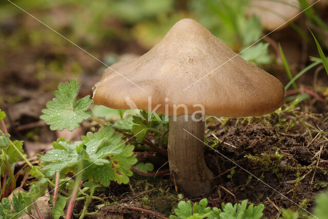 Harde voorjaarssatijnzwam (Entoloma clypeatum)