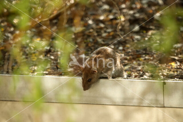 Bruine rat (Rattus norvegicus)