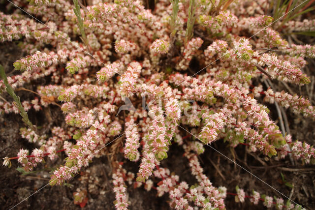 Coral Necklace (Illecebrum verticillatum)