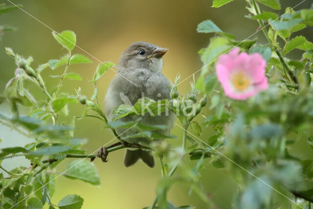 Huismus (Passer domesticus)