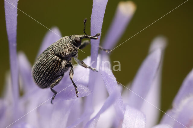 Miarus micros