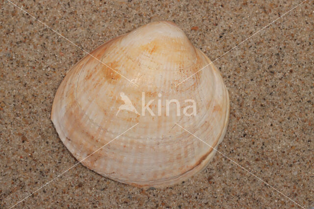 Smooth Cockle (Laevicardium crassum)