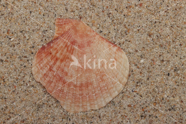 Queen Scallop (Aequipecten opercularis)