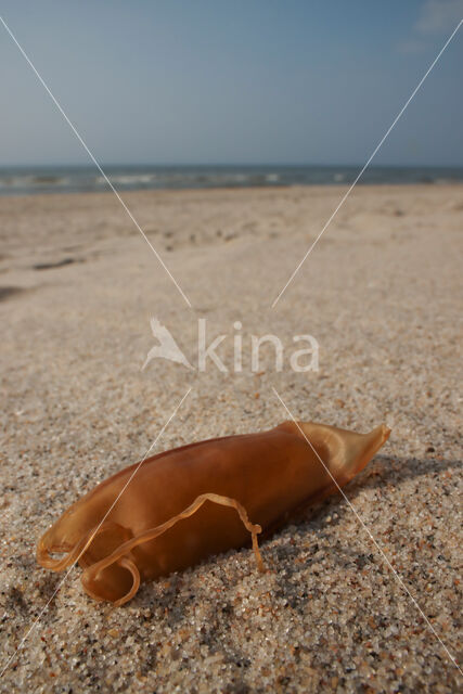 small-spotted catshark (Scyliorhinus canicula)