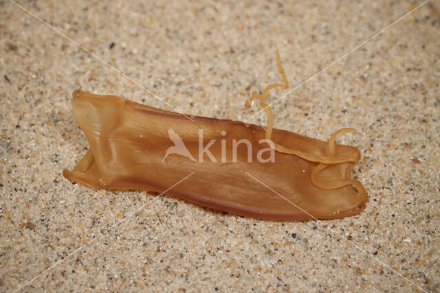 small-spotted catshark (Scyliorhinus canicula)