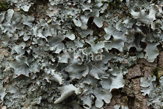 groot schildmos (Parmotrema perlatum)