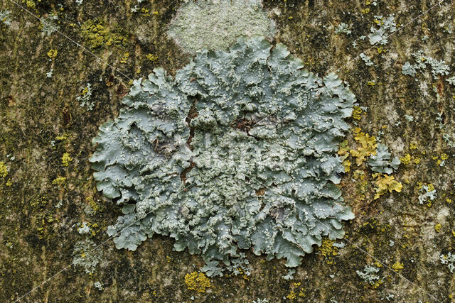 Powdered speckled shield lichen