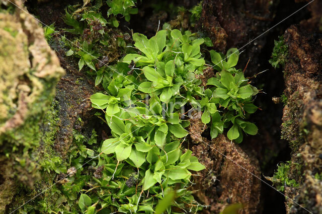 Boomsterretje (Syntrichia laevipila)