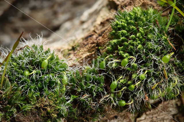 Grey-cushioned Grimmia (Grimmia pulvinata)