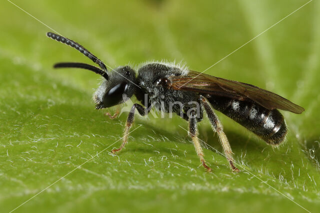 Waaiergroefbij (Lasioglossum pallens)