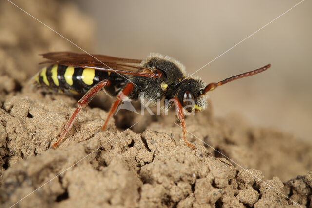 Donkere wespbij (Nomada marshamella)