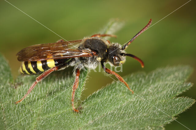 Donkere wespbij (Nomada marshamella)