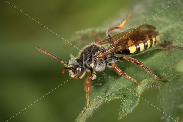 Donkere wespbij (Nomada marshamella)