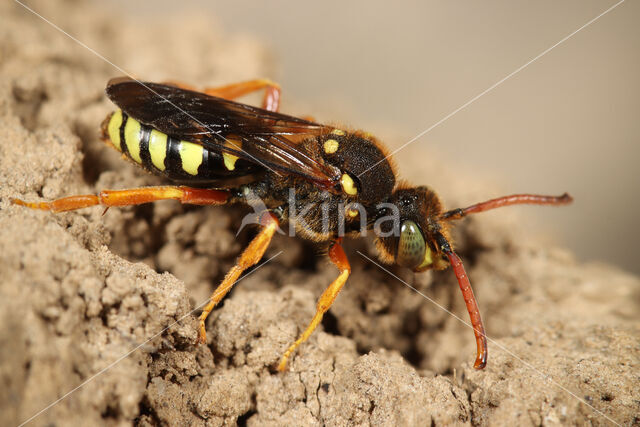 Grote wespbij (Nomada sexfasciata)