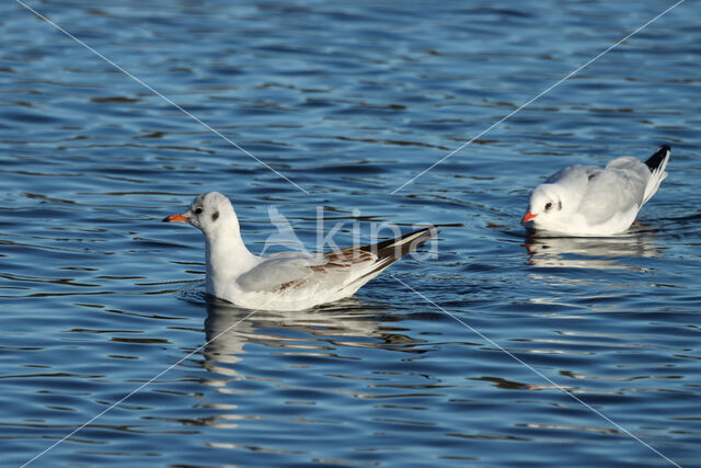 Black-headed Gull (Larus ridibundus)