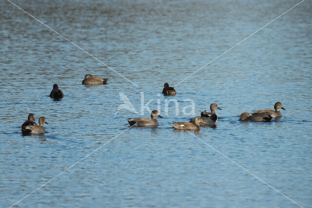 Gadwall (Anas strepera)