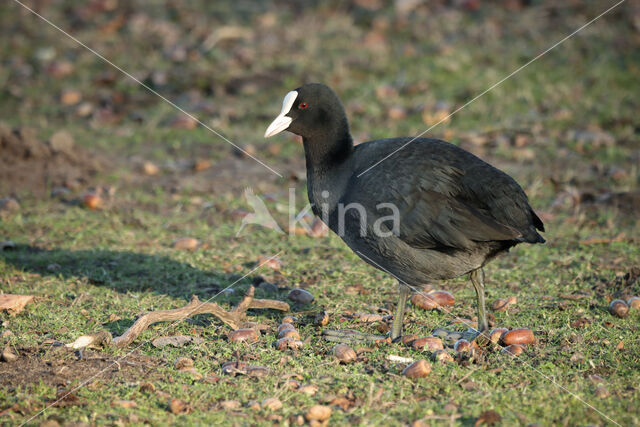 Meerkoet (Fulica atra)