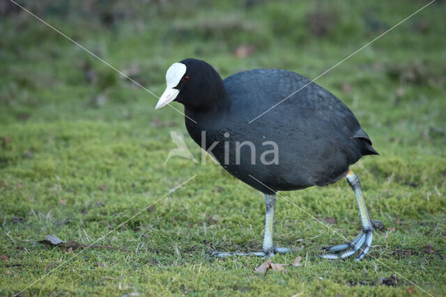 Common Coot (Fulica atra)