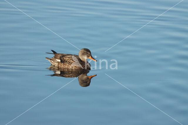 Gadwall (Anas strepera)