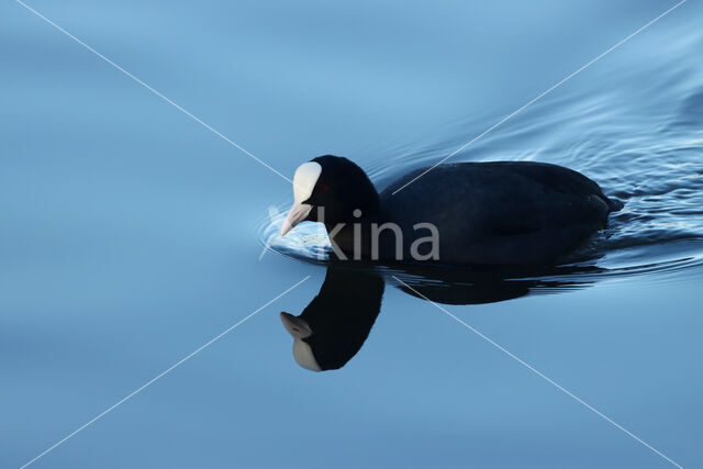 Common Coot (Fulica atra)