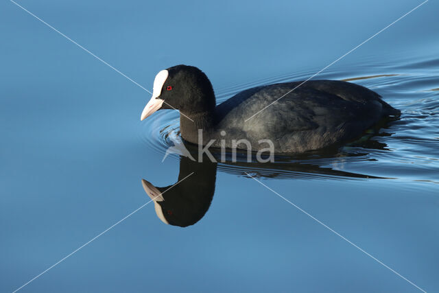 Meerkoet (Fulica atra)