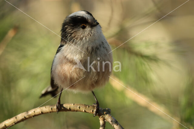 Staartmees (Aegithalos caudatus)