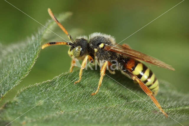 Wasp-bee (Nomada bifasciata)