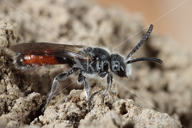 Kortsnuitbloedbij (Sphecodes majalis)