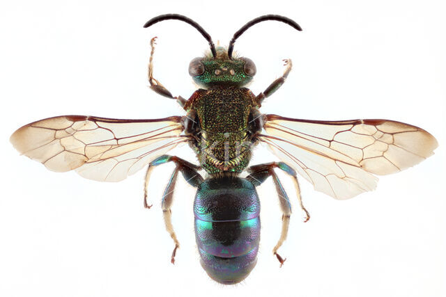 Augochloropsis peruviana