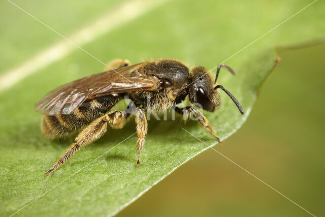 Groepjesgroefbij (Lasioglossum malachurum)