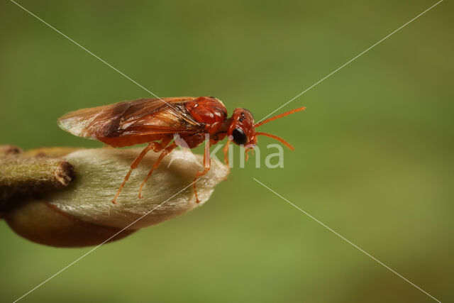 shadbush sawfly (Hoplocampa flava)