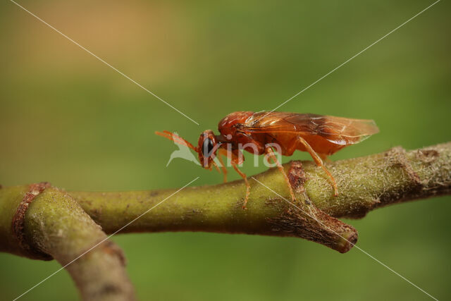 shadbush sawfly (Hoplocampa flava)