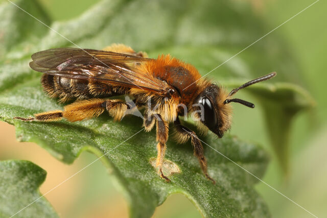 Andrena fulvata