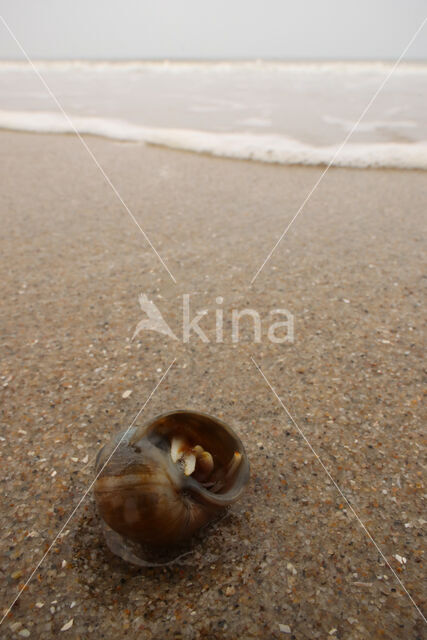 Common hermit crab (Pagurus bernhardus)