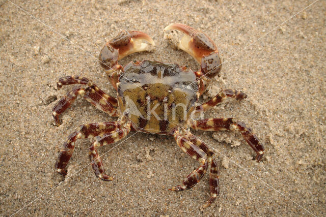 Asian Shore Crab (Hemigrapsus sanguineus)