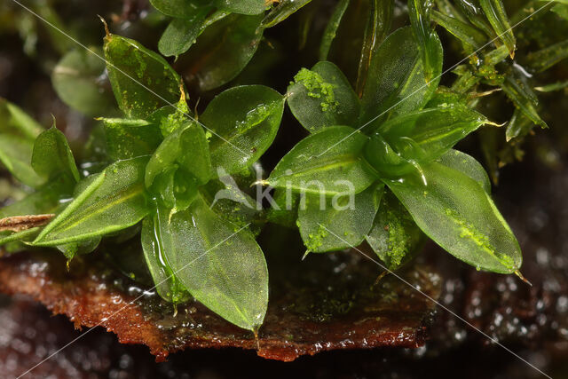 Knikkersterretje (Syntrichia papillosa)