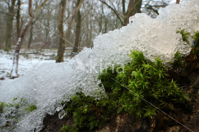 Knikkersterretje (Syntrichia papillosa)