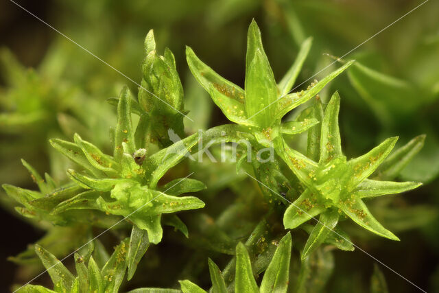 Slanke haarmuts (Orthotrichum tenellum)