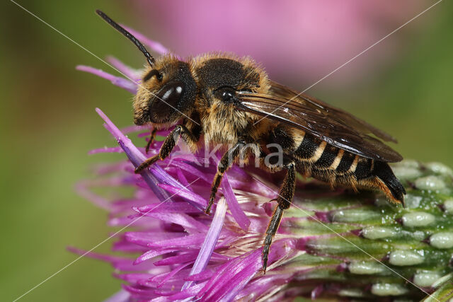 Kielstaartkegelbij (Coelioxys alata)