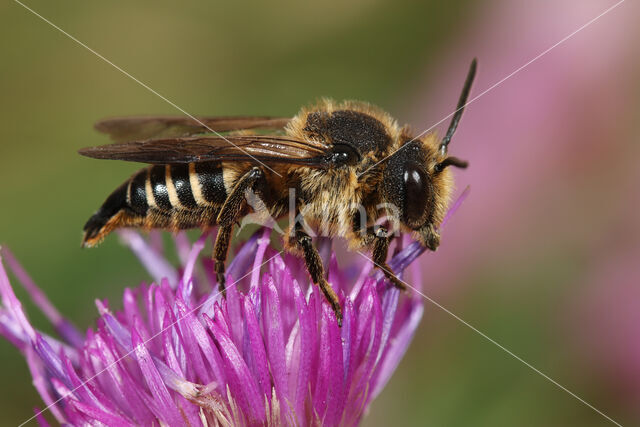 Kielstaartkegelbij (Coelioxys alata)