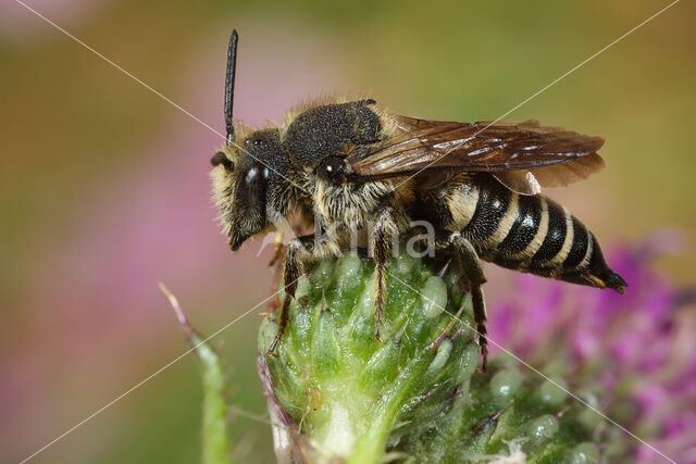 Rosse kegelbij (Coelioxys rufescens)